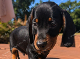 Quality KC Registered & PRA clear puppies from Licensed Breeder