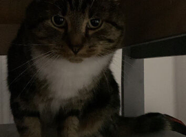 Tabby Cat 8 Yrs Male (Coco)