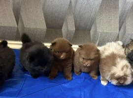 Stunning home raise Pomeranian puppies