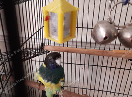 Australian portlinken parakeet