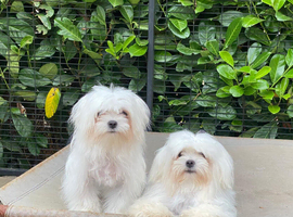 Maltese Korean lines two females read ad