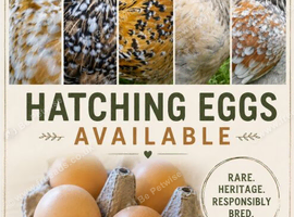 Swedish Flower Hen hatching eggs