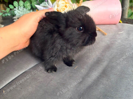 Black self Mini Lop