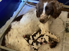 For sale &ndash; Superb KC Reg Pedigree English Springer Spaniel Puppies