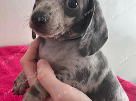 Minature Dachshunds