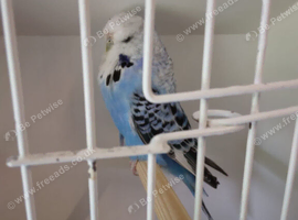 Budgie for sale