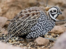 Mearns / Montezuma Quail male for Female swap