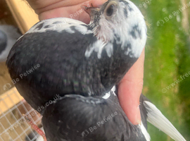 Coloured racing pigeons
