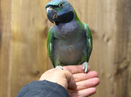 Derbyan parrot