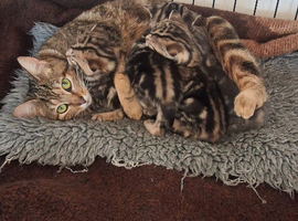 Part Bengal tabby kittens
