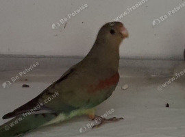 3 Mulger parakeet hens