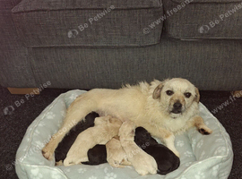 Border poodle puppies