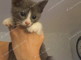 Beautiful kittens, 2 litters 9 in total