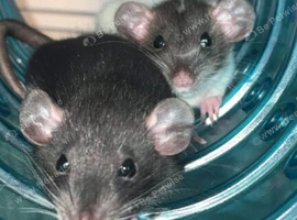 2 female dumbo rats with cage and more