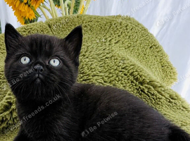 Last Himalayan kitten left