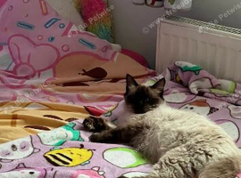 Ragdoll seal point female 1 year