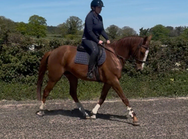Beautiful chestnut gelding