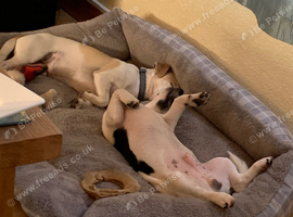 Male jack Russel