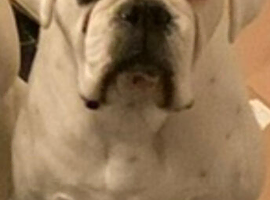 Boxer girl