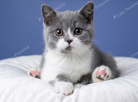 Top pedigree British shorthair kittens ready now