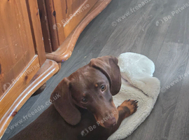 Chocolate and Tan Miniature Dachshund