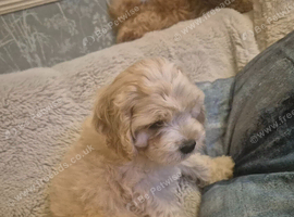 Mini american cockerpoo