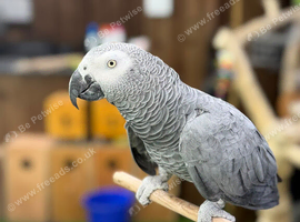 African Grey Parrot