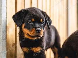 KC REGISTERED ROTTWEILER MALE PUPPIES