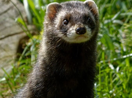Polecat jill