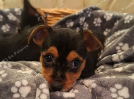 Jack Russell cross puppies