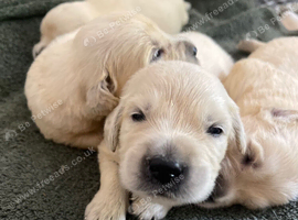 Golden retriever puppies