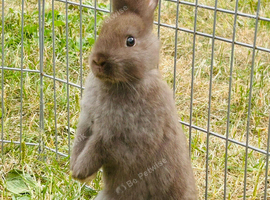 Flemish x ready now