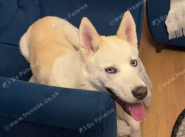 10 month husky looking for a new home