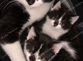 2 kittens needing homes