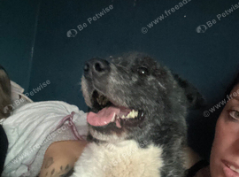 Rehoming 2 sisters