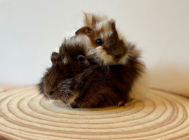 Pair of funky pet brothers