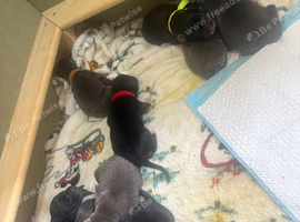 10x lab mix puppies
