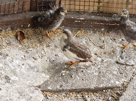 Chinese painted quails