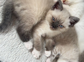 4 Himalayan X Chinchilla Persian Kittens Looking for a home