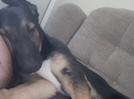 German shephard x border collier