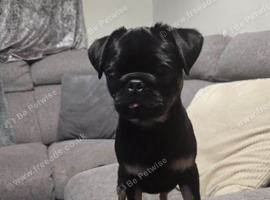 6 month old female pug puppy