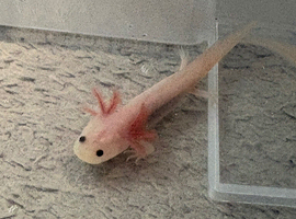 Axolotl leucistic pink