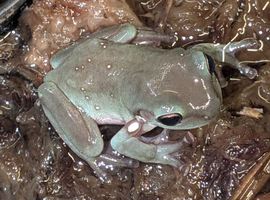 Baby whites tree frogs (snowflake)
