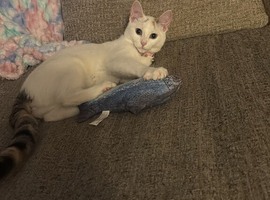 Rehome my sweeth white cat