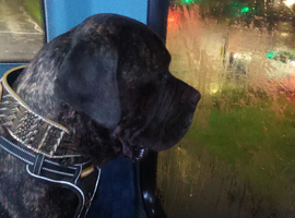 Cane coso 2 years old