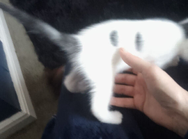 Kittens