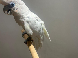 Lovely Ducorp cockatoo
