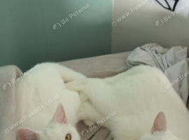 Pair of bonded Kittens