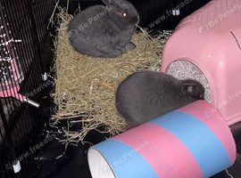 X2 female rabbits