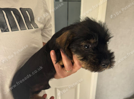 Beautiful Teckel Dachshund puppies for sale